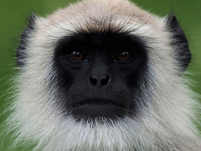 Scimmia langur