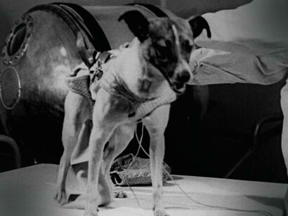 Il 3 novembre 1957, Laika, il cui vero nome era Ricciolina, fu il primo animale a orbitare la Terra