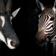 Biodiversidad. Courtesy of MNCN