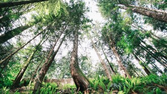 Trees are an efficient natural agent absorbing the CO2 that humans produce
