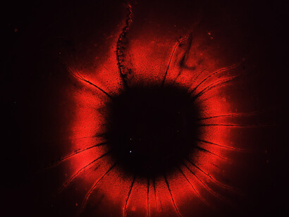 La comunicazione tra cellule