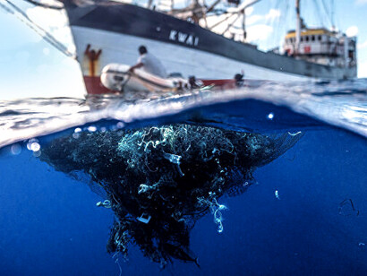 Ci sono anche molte specie che normalmente vivono vicino alle coste e ora si sono diffuse in mezzo all'Oceano Pacifico