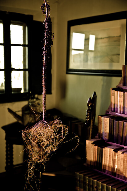 Naked Plants, #018A