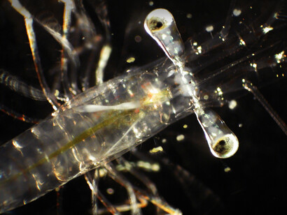 El zooplancton también está conformado por larvas de animales más grandes, como esponja, gusanos, equinodermos, moluscos o crustáceos