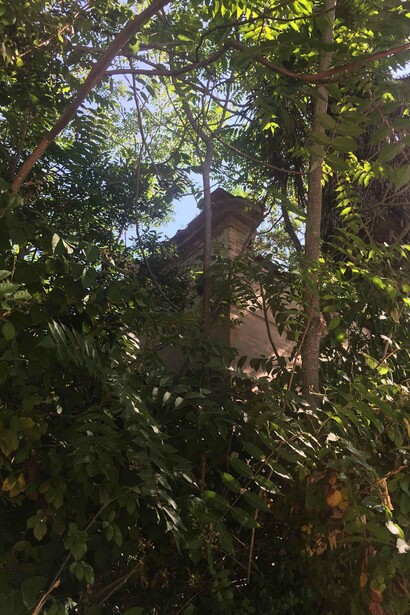 Ailanti e Bignonie avvolgono l'antica dimora di San Venanzo