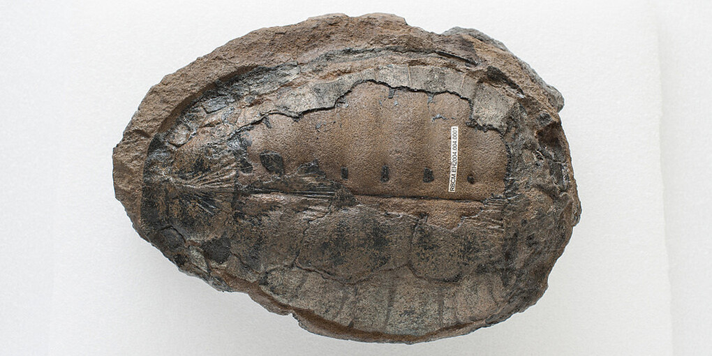 Paleontology. Courtesy of Royal BC Museum