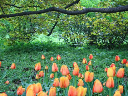 I tulipani del Giardino Botanico di Mosca