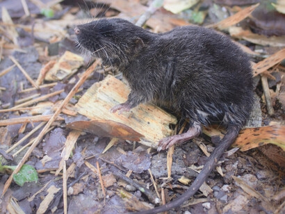 Entre los hallazgos más notables en el Alto Mayo, destaca el ratón anfibio, cuyas membranas en las patas le permiten sumergirse en el agua para alimentarse