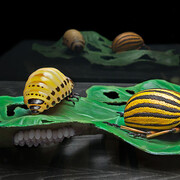 Keller’s Insect Models. Courtesy of Museum für Naturkunde