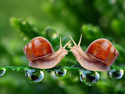 A couple of snails