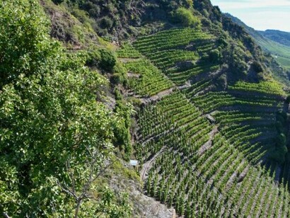 Steep hillside vineyards in the Mosel-Saar-Ruwer region in Germany producing Riesling