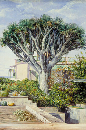 Dragoeiro. Orotava,Tenerife. Ilustração de Marianne North
