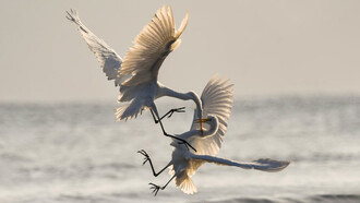 Animals can be interesting models for the study of such complex behaviour