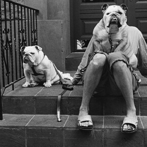 ‘Dog Dogs’ in Toulon. Courtesy of Magnum Photos