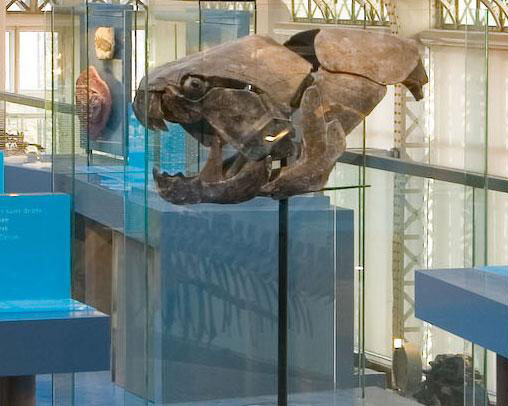 Gallery of Evolution. Courtesy of Royal Belgian Institute of Natural Sciences