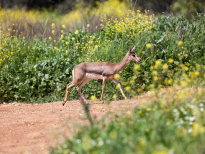 Gazelle Valley, Photo by Emil Salman
