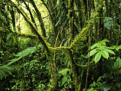 La reforma de la ley forestal en 1996 y la adopción de pagos por servicios ambientales marcaron un cambio
