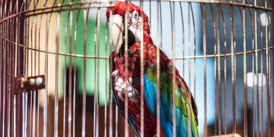 Macaws. Courtesy of Museum für Naturkunde