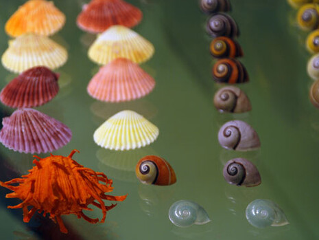 Biodiversidad. Courtesy of MNCN