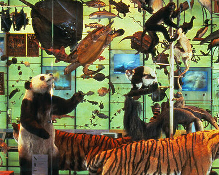 Hall of Biodiversity. Courtesy of American Museum of Natural History