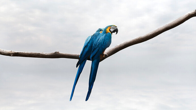 Pondering Parrots | 40" x 40" (Ed. 12) & 60" x 60"