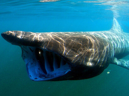 Cetorhinus maximus