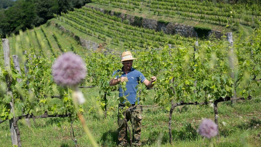 Colline terrazzate, Lamole in Chianti