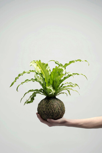 La natura in una mano