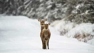 Due cerbiatti in un tranquillo paesaggio invernale ammantato di neve: "E ora è il momento di entrare nel bosco. Di lasciare che la neve, il silenzio e le voci nascoste della notte ci guidino. Una notte speciale ci sta aspettando"