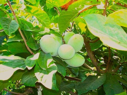 Asimina triloba