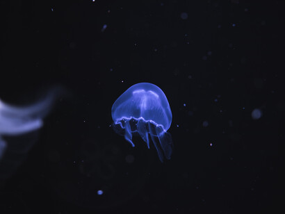 Oceans host 80 per cent of the planet’s biodiversity