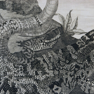 Lucertolone, da Mariae Sibillae Merian, Modena, Biblioteca Estense Universitaria
