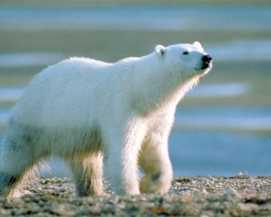 Mammal Gallery. Courtesy of Canadian Museum of Nature