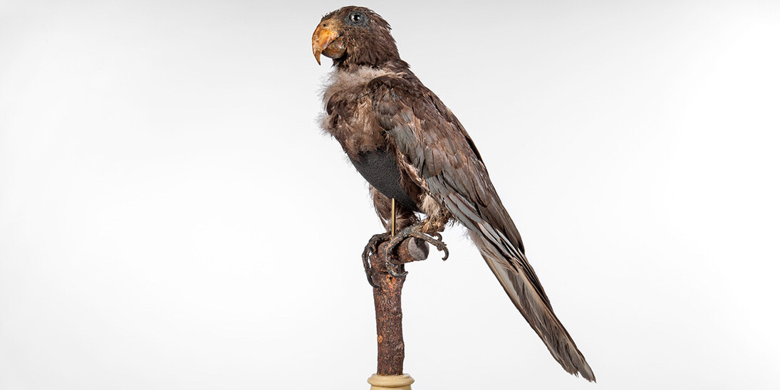 Vögel. Courtesy of Museum für Naturkunde