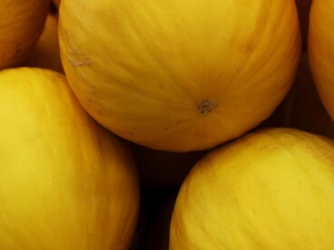 La produzione di meloni e cocomeri rappresenta una componente significativa dell'orticoltura pugliese e si inserisce in una tradizione agricola fortemente legata alle colture stagionali
