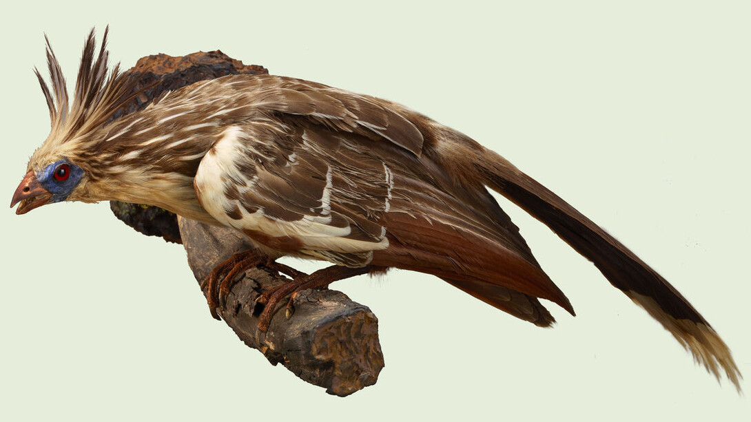 Ronald and Christina Gidwitz Hall of Birds. Courtesy of Field Museum