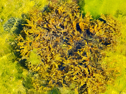 Brigitte Moeckli, Underwater world II (detail), 2025. Courtesy of Walter Wickiser Gallery