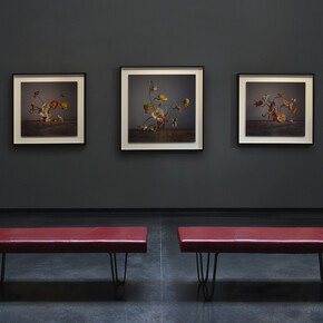 Richard Learoyd & Irving Penn: flowers, exhibition view. Courtesy of Hamiltons Gallery