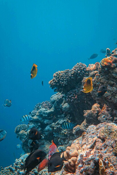 Scientists estimate that around 80–90% of marine species have not yet been identified