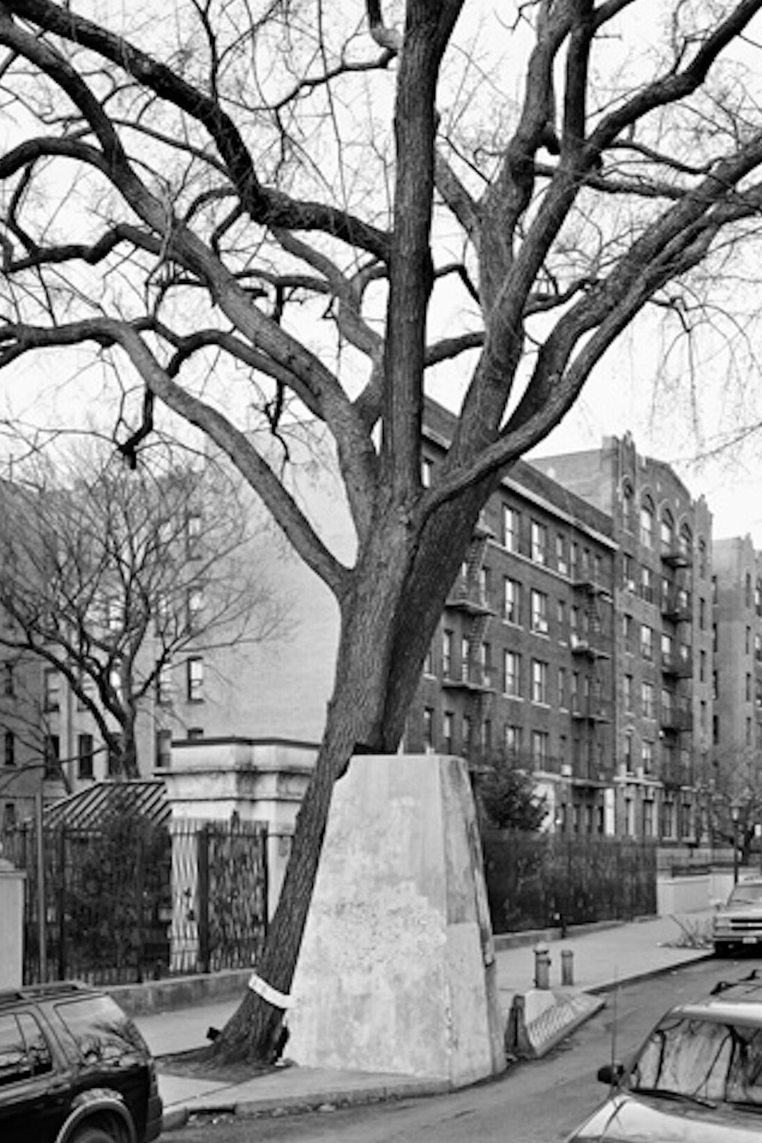 Mitch Epstein, American Elm, Eastern Parkway, Brooklyn, 2012. Courtesy of Galerie Les filles du calvaire
