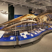 Galerie de l'eau, vue de l'exposition. Courtoisie du Musée canadien de la nature