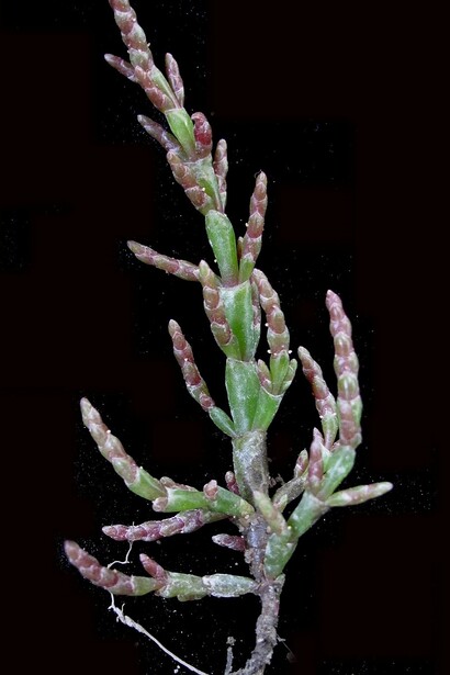 Si presenta con steli carnosi, segmentati e cilindrici, di colore verde brillante che tende a diventare rossastro verso la fine della stagione estiva