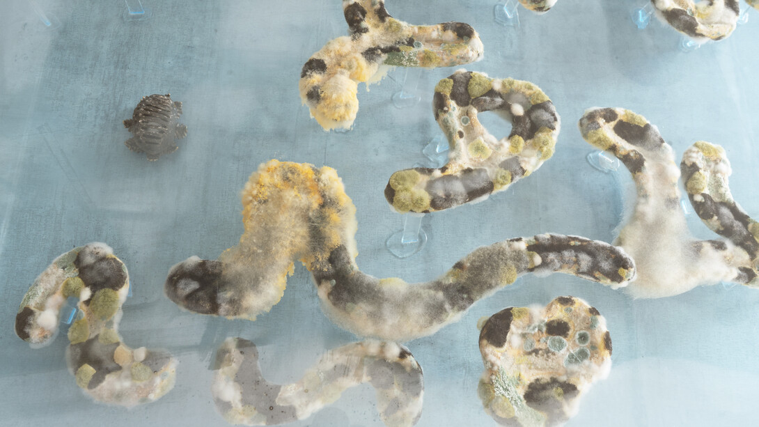 SymbioSoup # 4, 2021, soup, bacteria, viruses, molds, wood, bronze, clear acryl and concrete