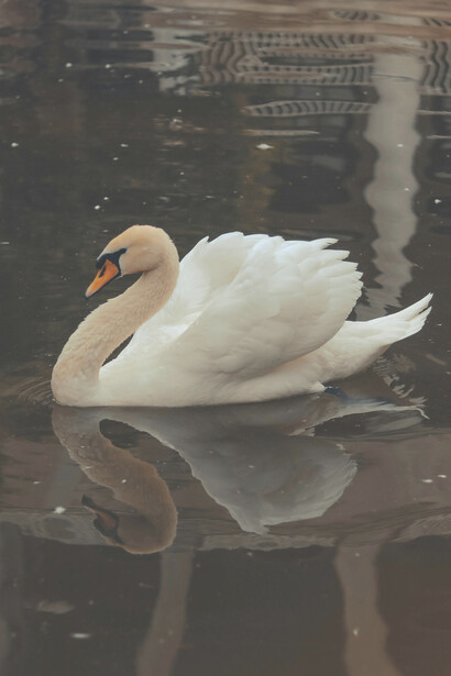 Un cisne nadando delicadamente lleva consigo las proporciones áureas y así es como, en ancas de su belleza, su figura crece inevitable en la dimensión simbólica del mundo humano