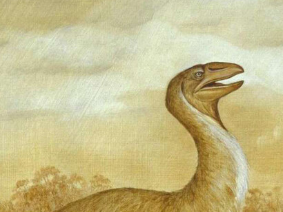 Un Genyornis newtoni in una stampa ottocentesca