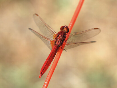 Libélula roja