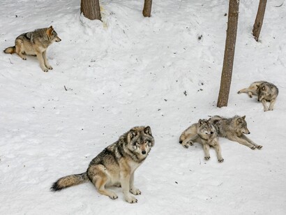 Manadas menos virulentas que las atacan de noche en ciertas ciudades