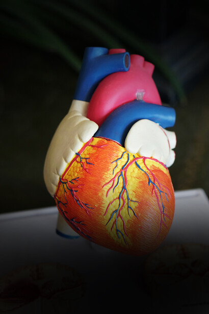 Cuore. Obesità e cuore: nuove frontiere nella cura e nella prevenzione delle malattie cardiache