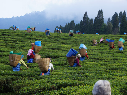 Tea harvest in Assam
