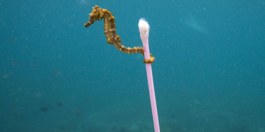 Wildlife Photographer of the Year. Courtesy of ROM 
